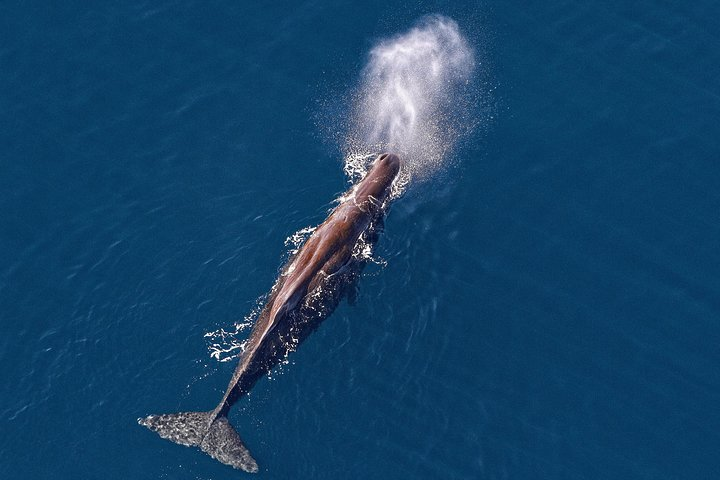 Kaikoura Helicopters Classic Whale Watch - Photo 1 of 6